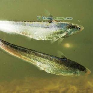 長江刀魚批發(fā)首選，劉興水產專注高品質農副產品供應